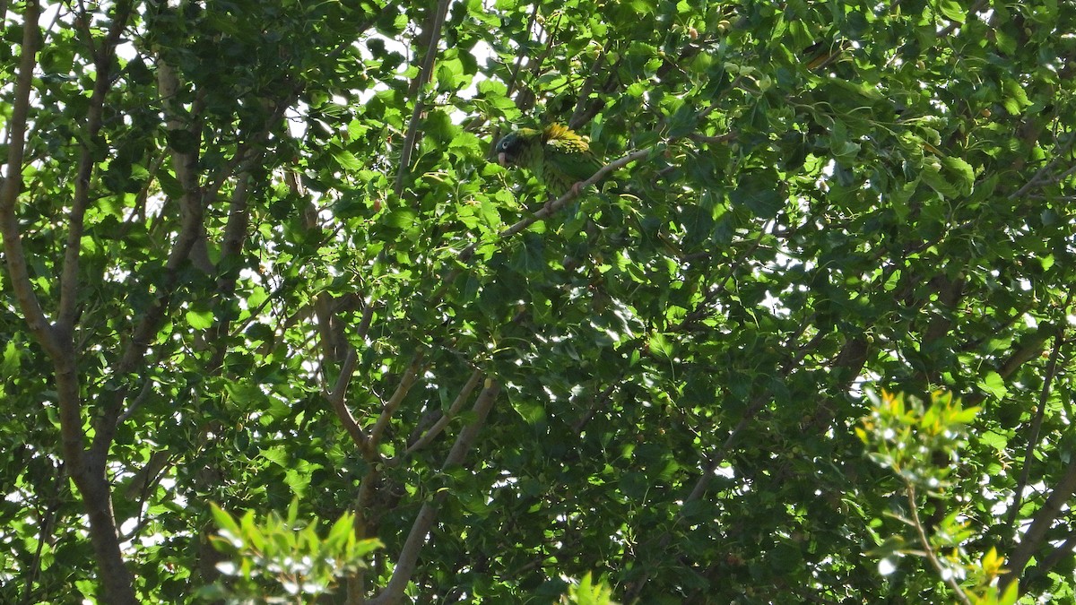 Aratinga buru-urdina - ML645341650