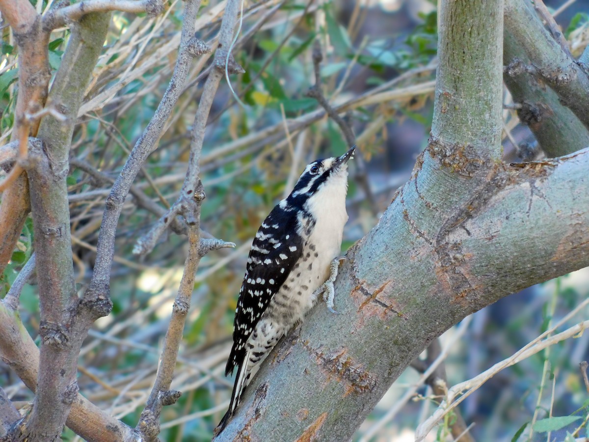 Nuttall's Woodpecker - ML645341655