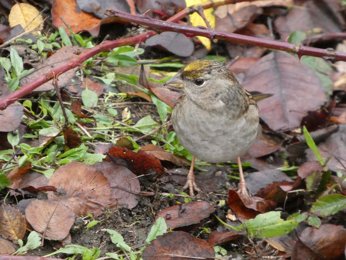 Golden-crowned Sparrow - ML645341659