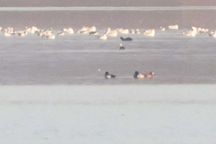 polák kaholka - ML645341663