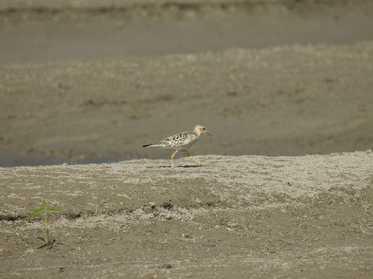 Txirri lepagorrizta - ML645341671