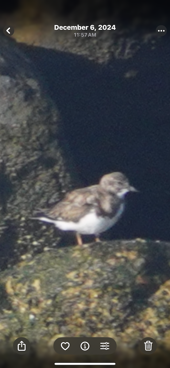 Harri-iraulari arrunta - ML645341673