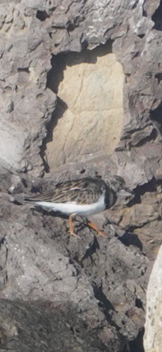 Harri-iraulari arrunta - ML645341674