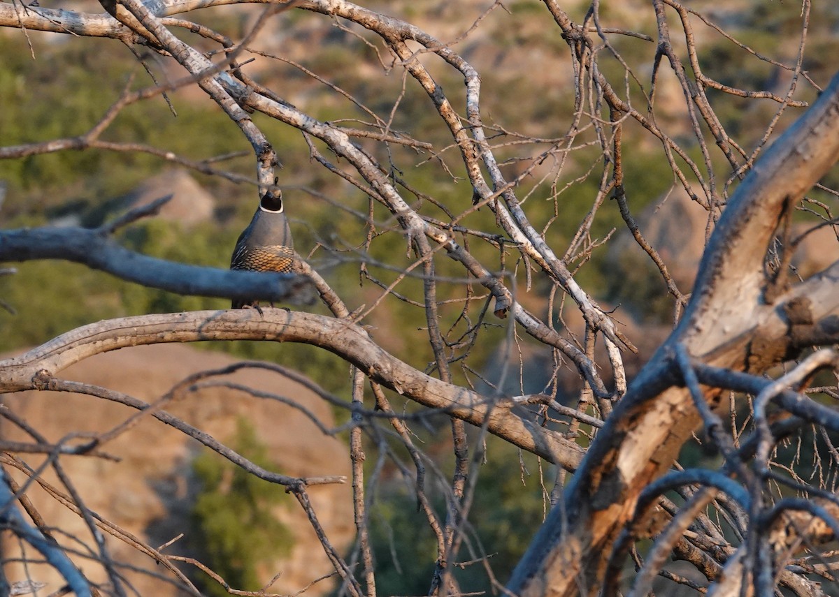 Galeper kaliforniarra - ML645341675