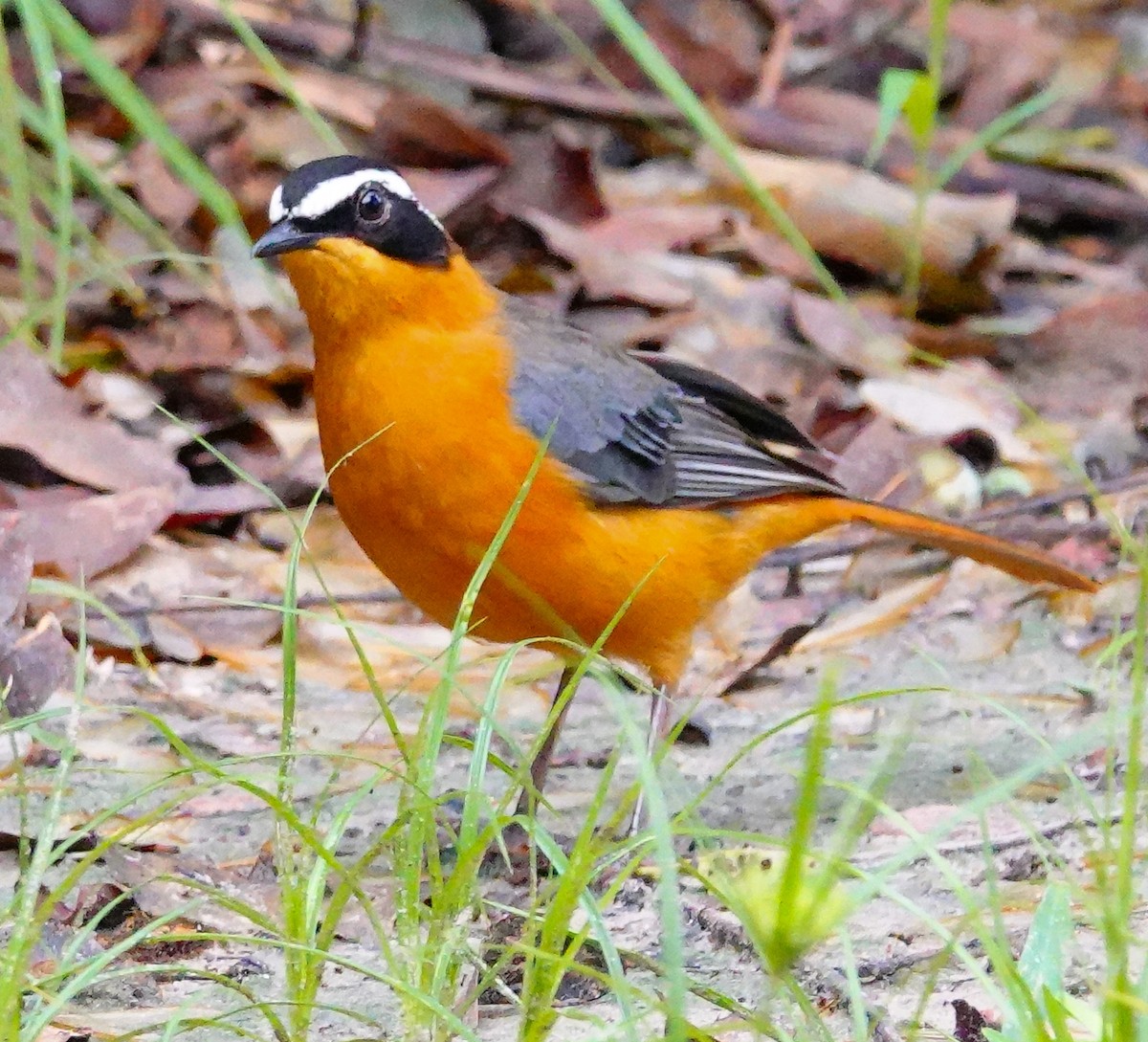 White-browed Robin-Chat - ML645341676