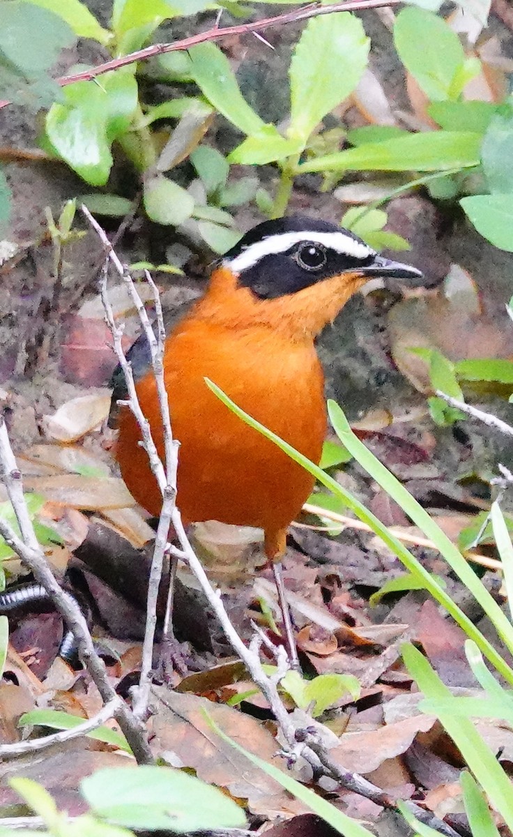White-browed Robin-Chat - ML645341677