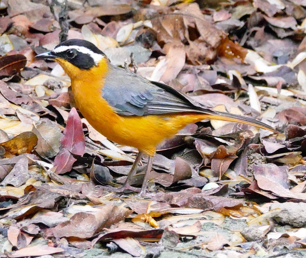 White-browed Robin-Chat - ML645341678