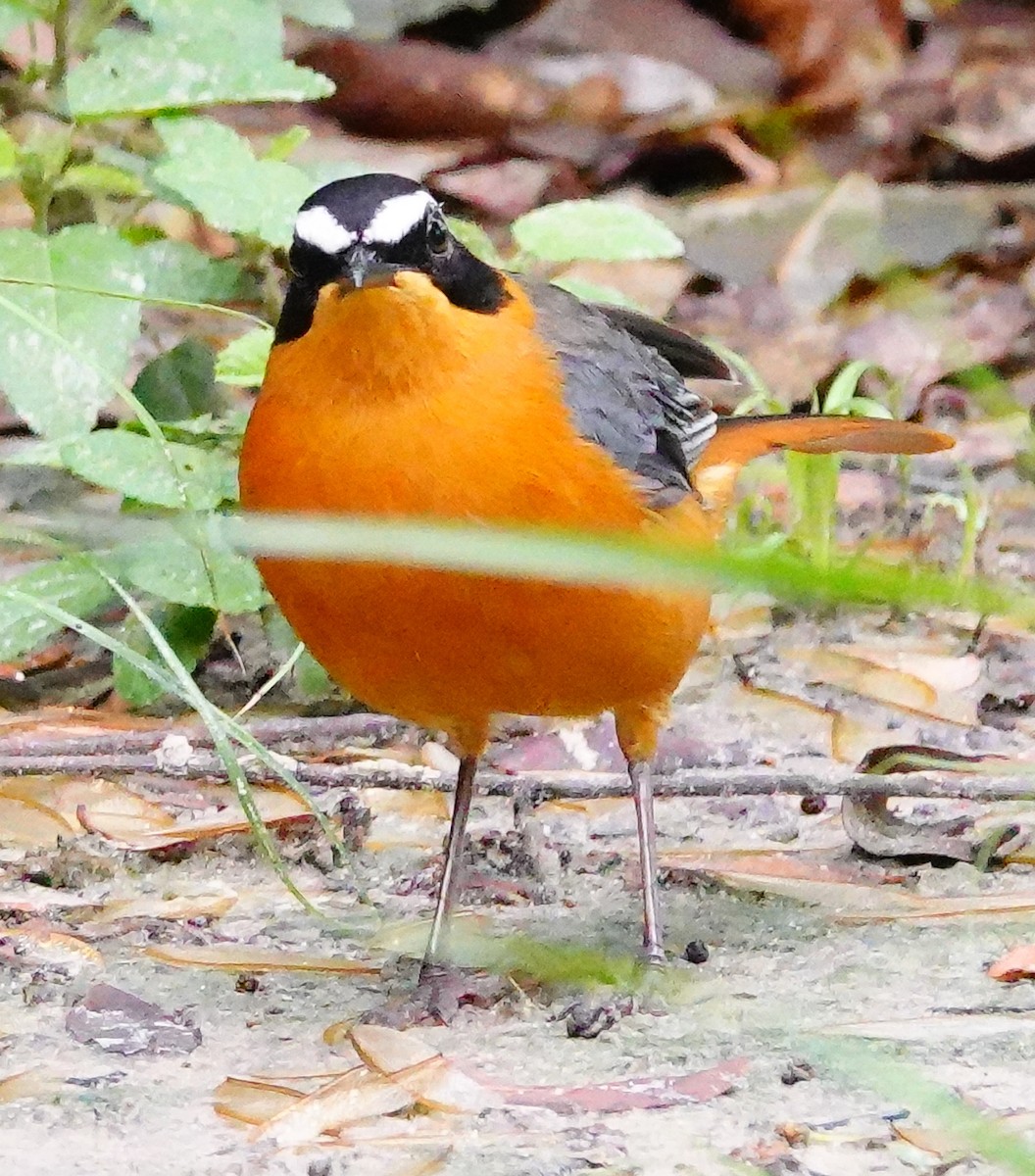 White-browed Robin-Chat - ML645341679