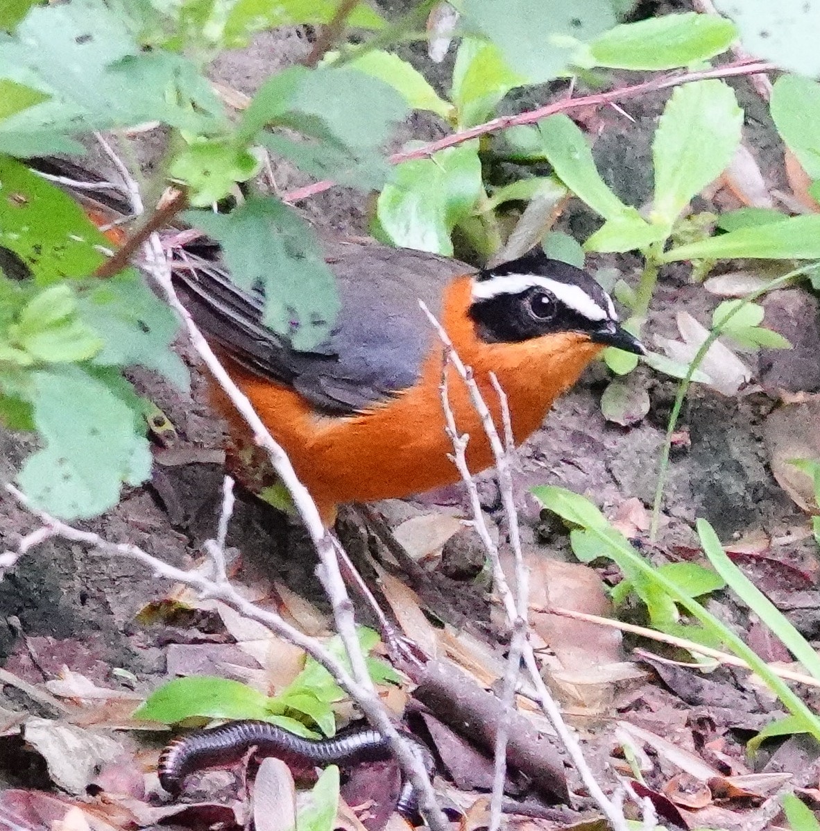 White-browed Robin-Chat - ML645341680