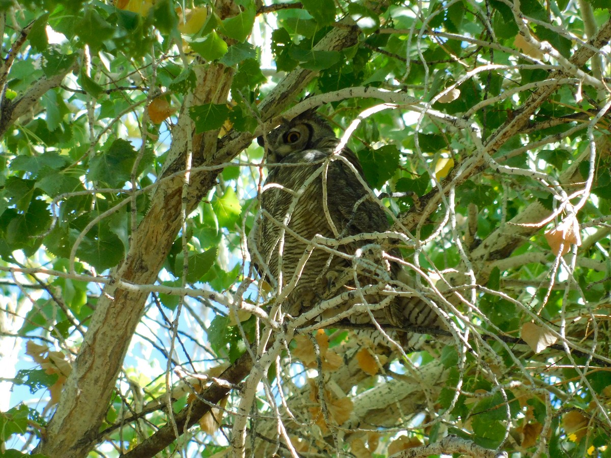 Hontz virginiarra - ML645341681