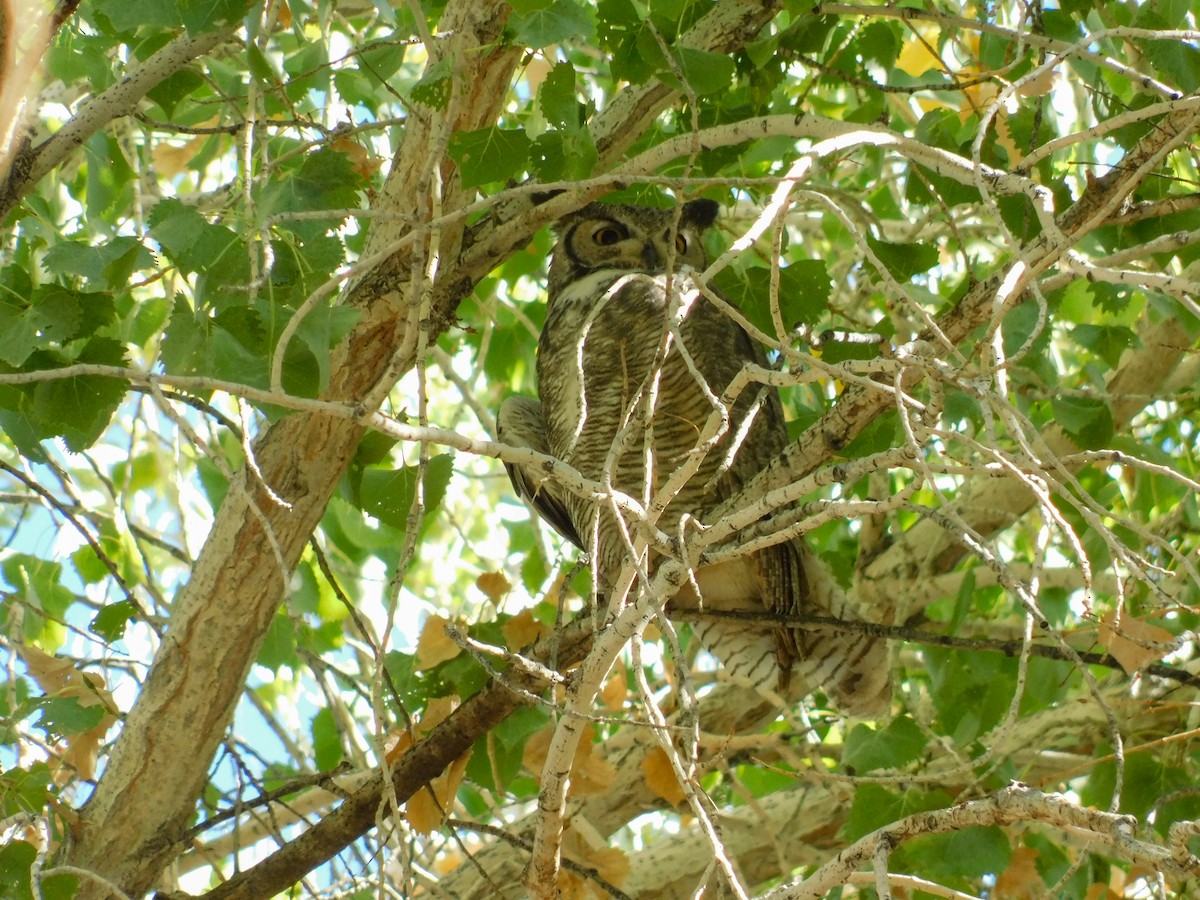 Hontz virginiarra - ML645341682
