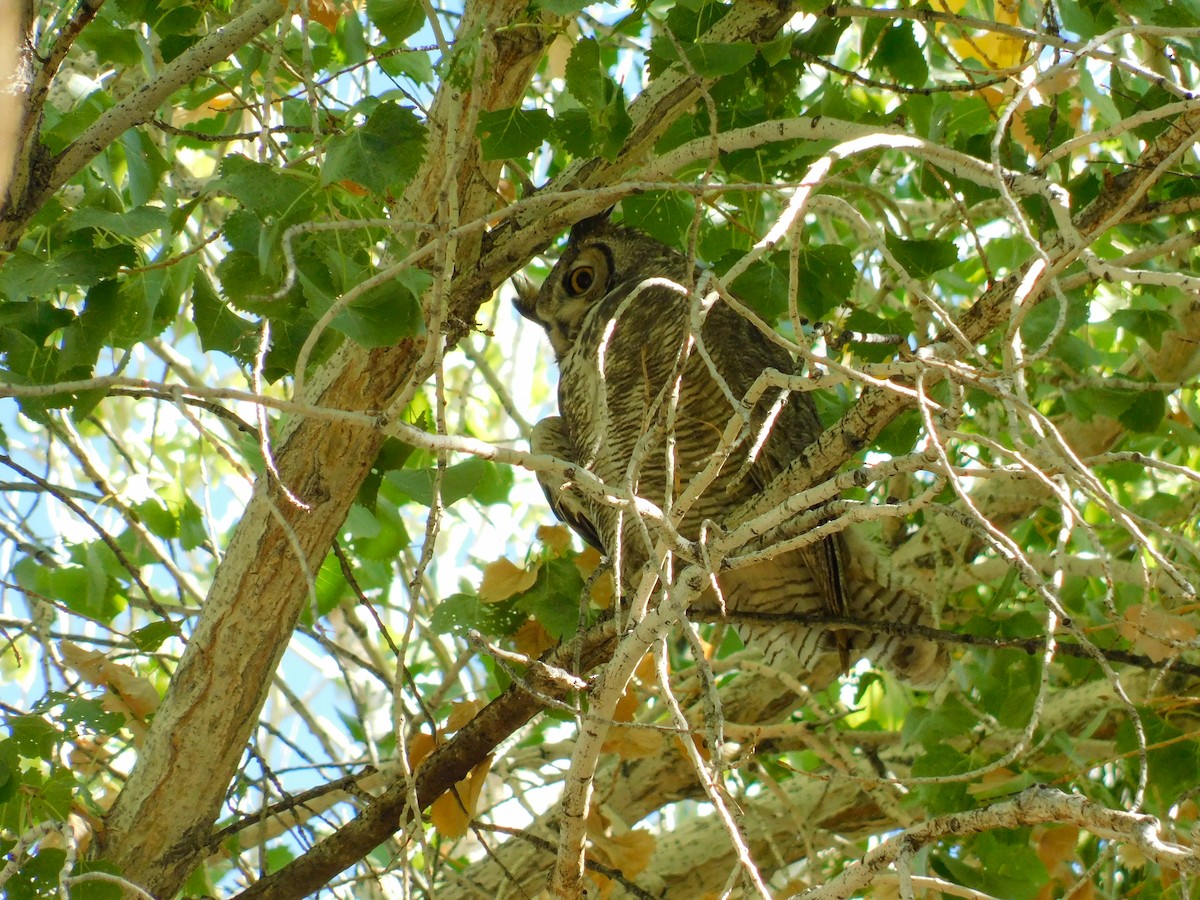 Hontz virginiarra - ML645341683