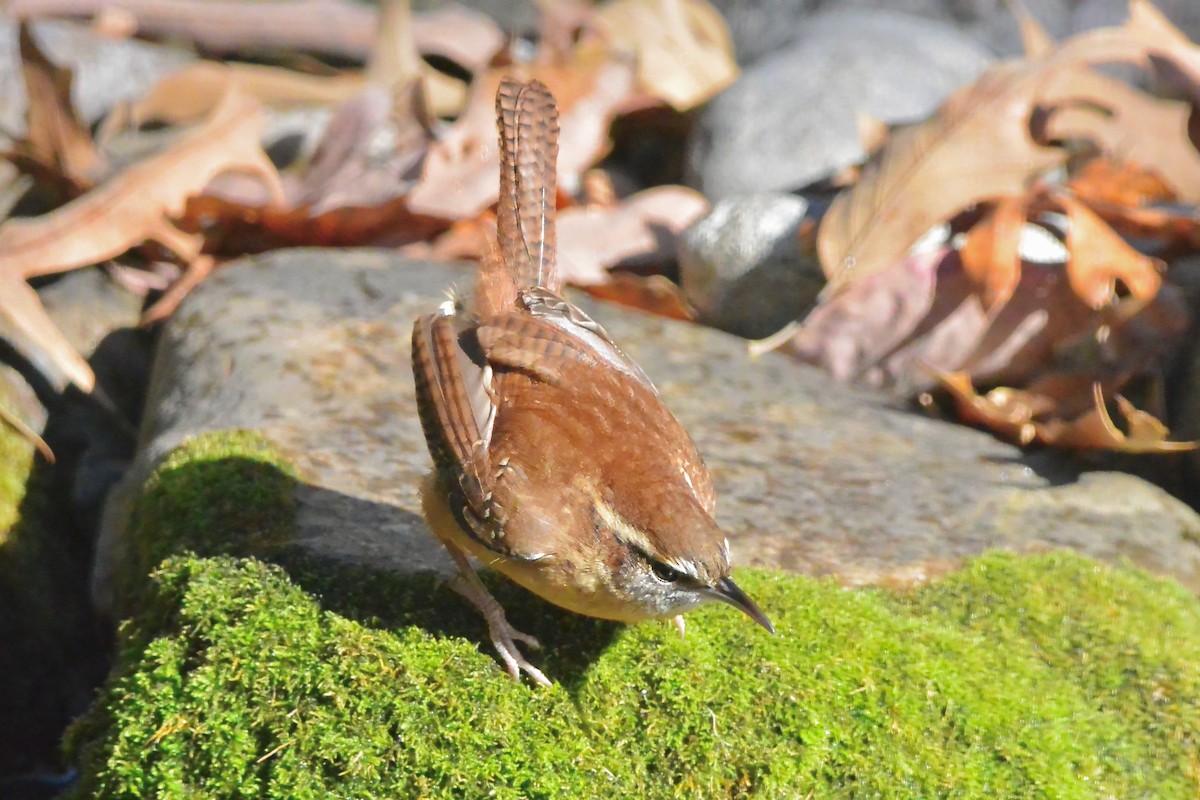 Carolina Wren - ML645341684