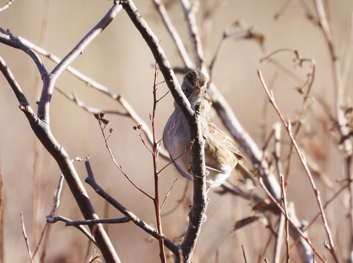 Swamp Sparrow - ML645341685