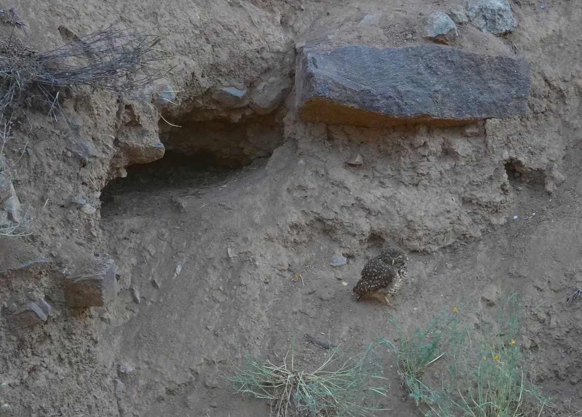 Burrowing Owl - ML645341688