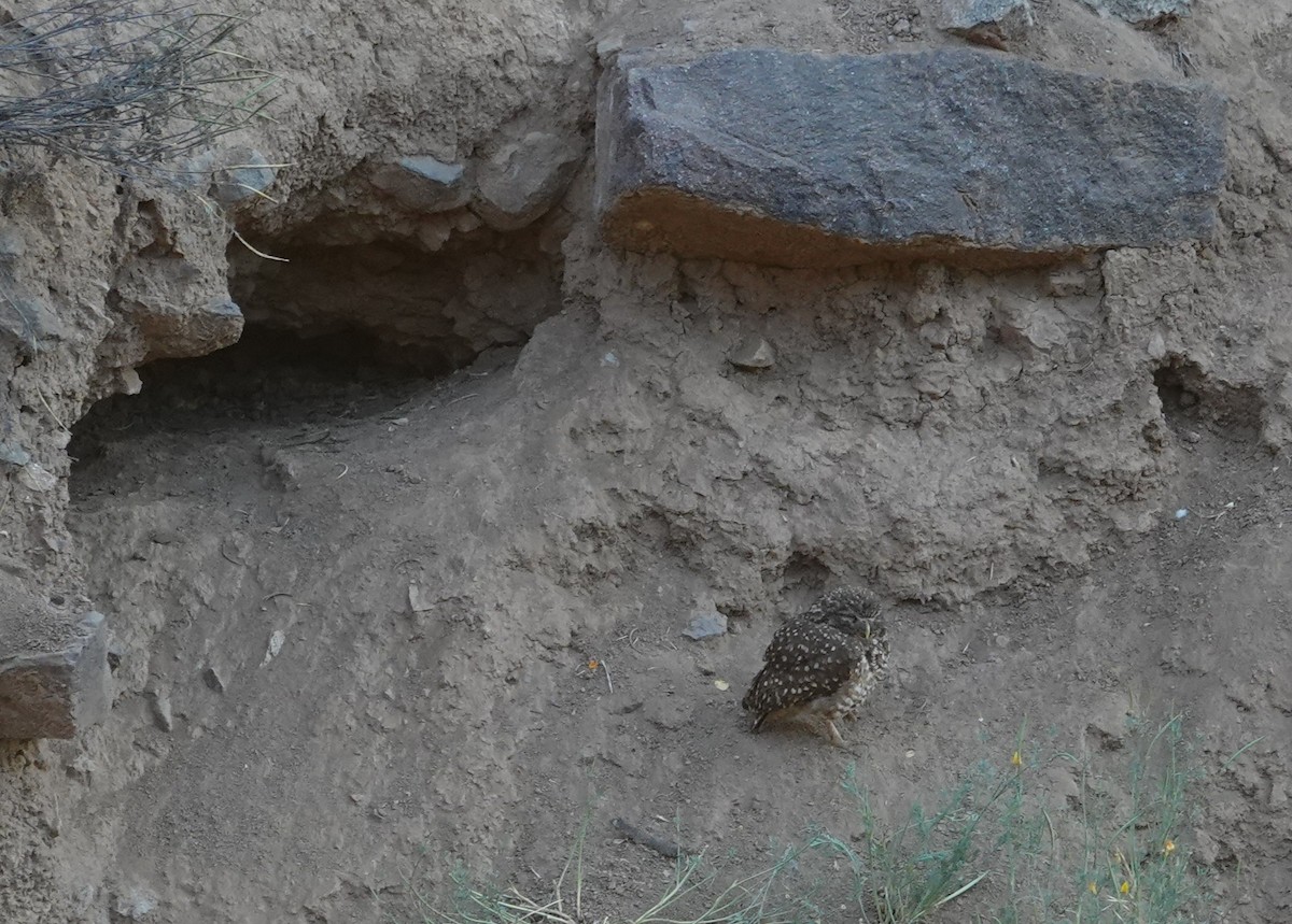 Burrowing Owl - ML645341689