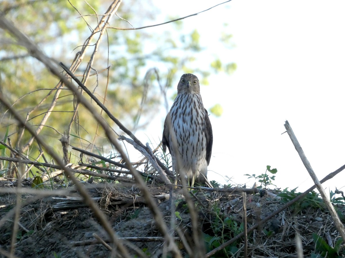 Sharp-shinned/Cooper's Hawk - ML645341690