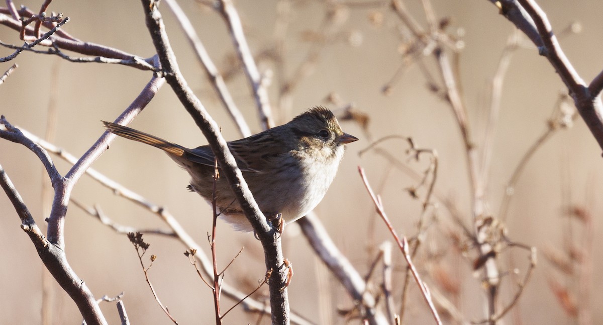Swamp Sparrow - ML645341691