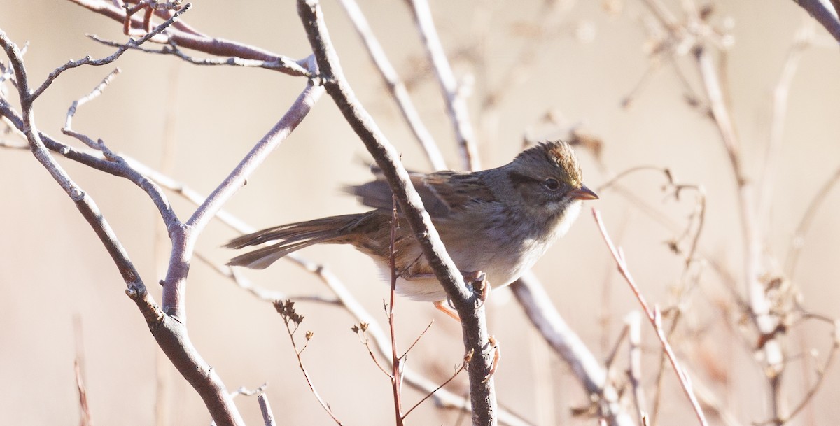 Swamp Sparrow - ML645341692