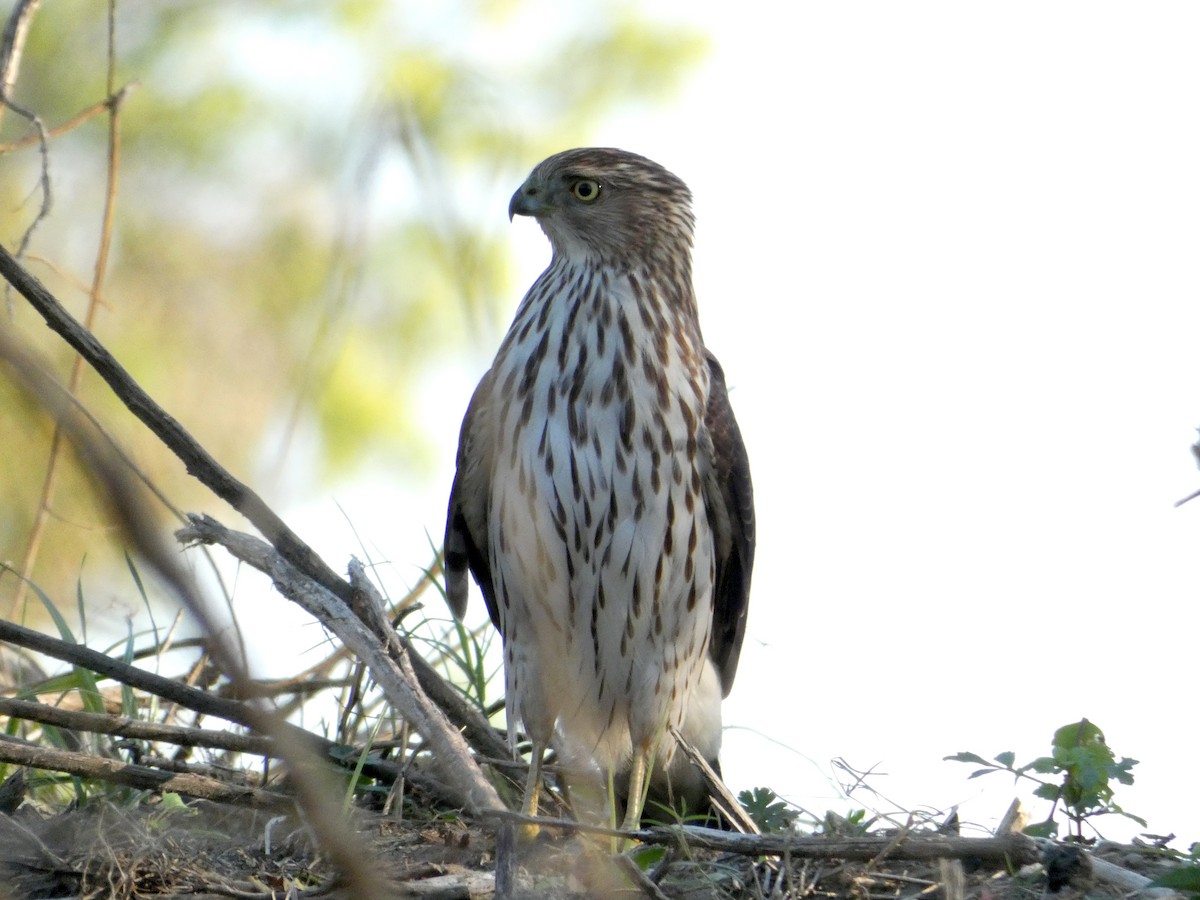 Sharp-shinned/Cooper's Hawk - ML645341693
