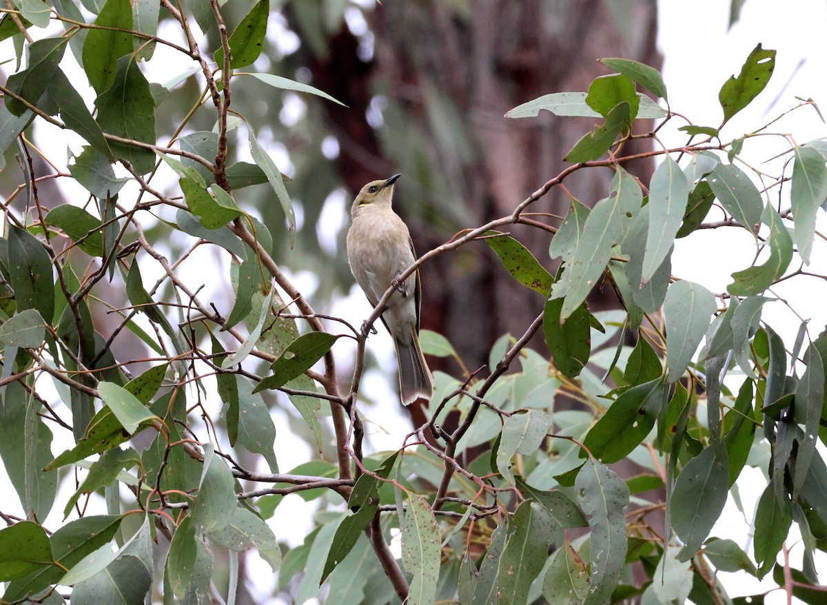 Fuscous Honeyeater - ML645341694