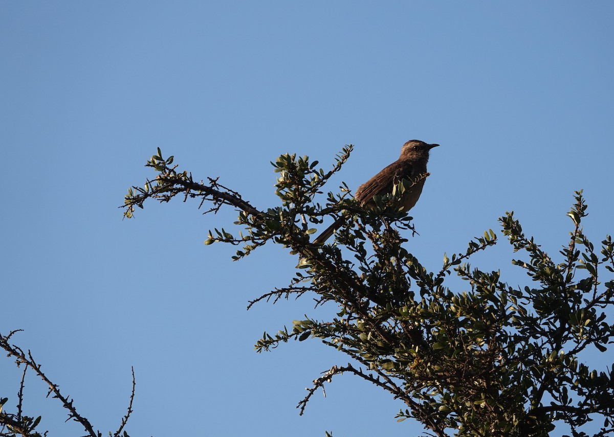 Chilean Mockingbird - ML645341695