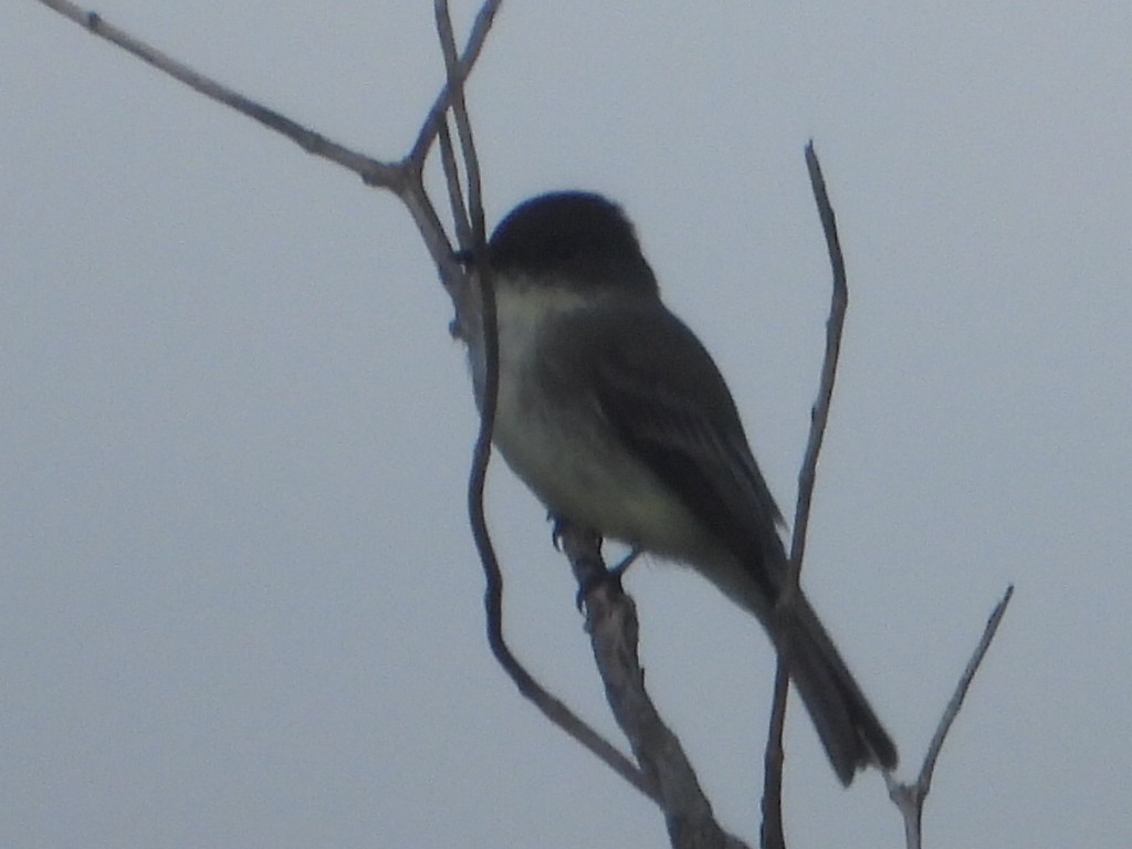 Eastern Phoebe - ML645341696