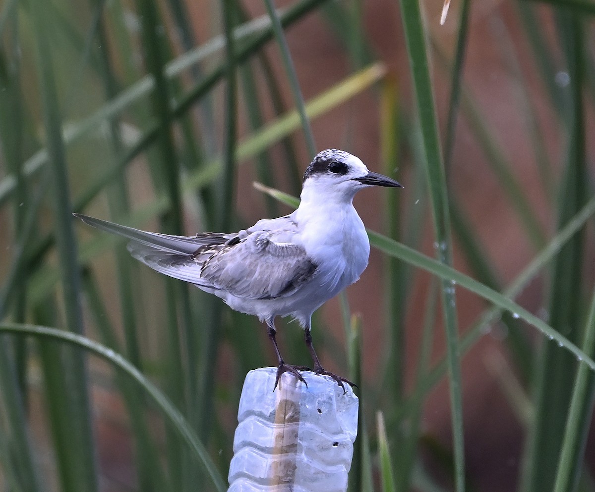 Whiskered Tern - ML645341697