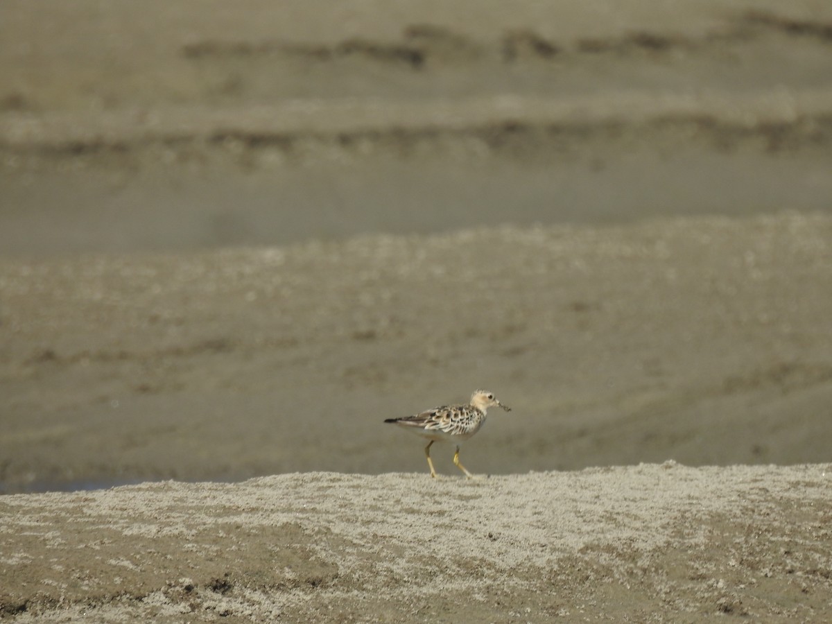 Txirri lepagorrizta - ML645341698