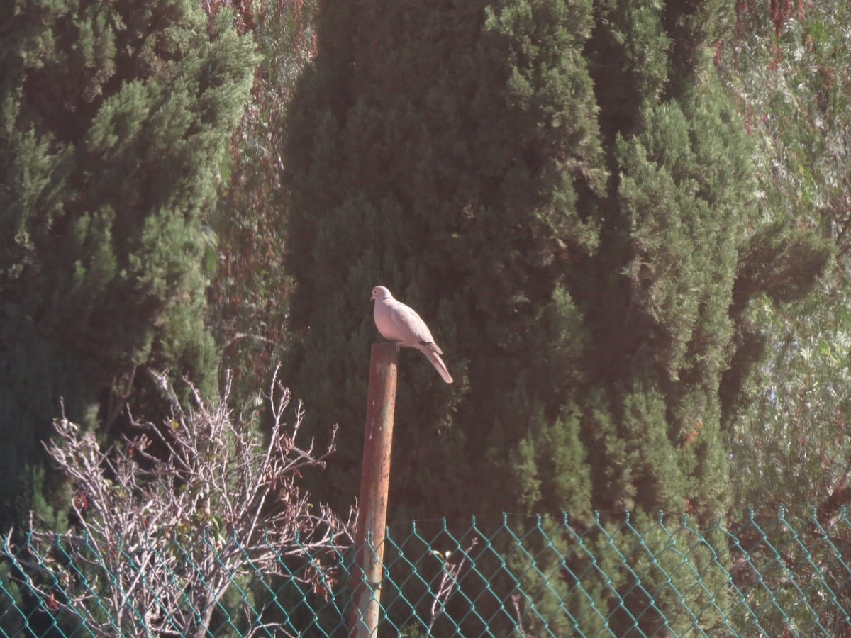 Usapal turkiarra - ML645341700