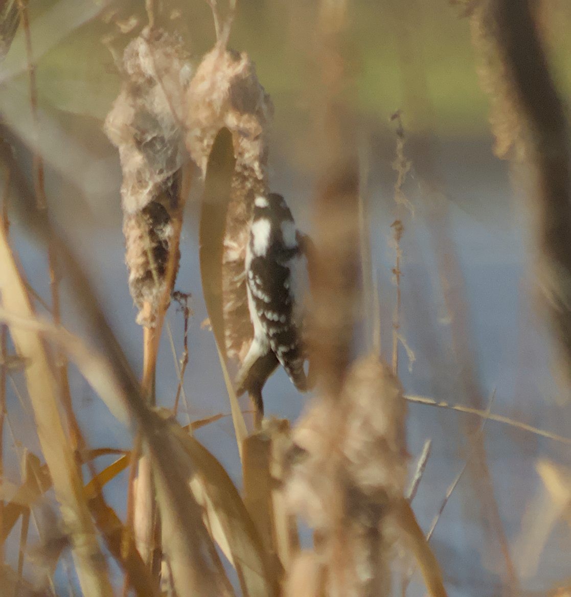 Downy Woodpecker - ML645341701
