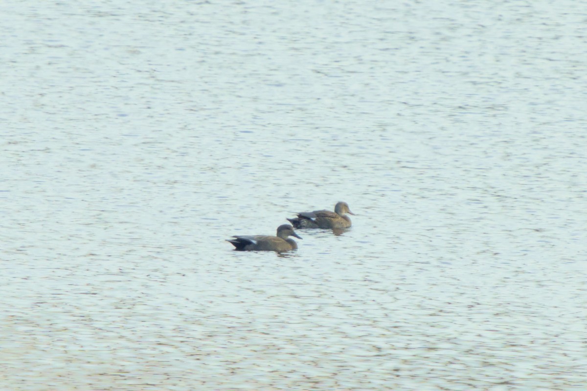 Ipar-ahatea - ML645341702