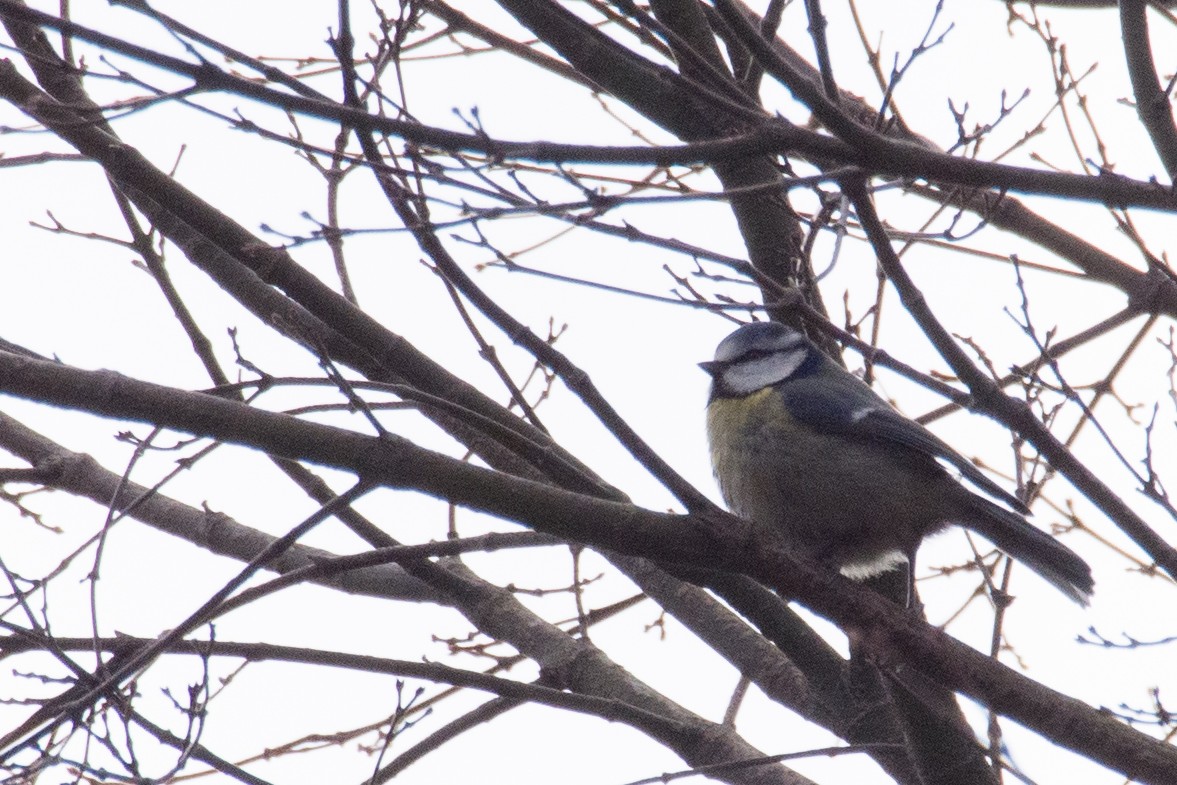 sýkora modřinka - ML645341703