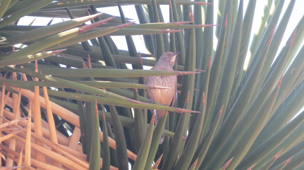 Curve-billed Thrasher - ML645341709