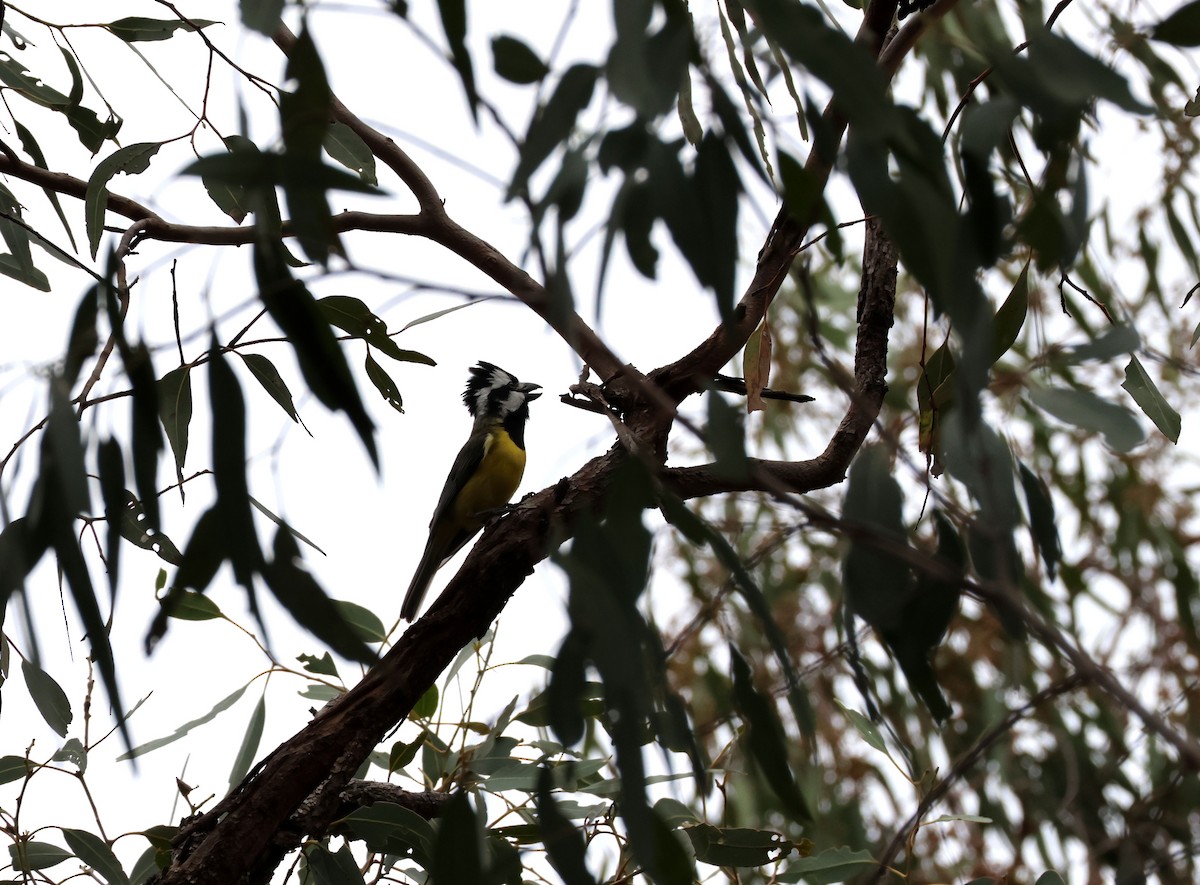 Eastern Shrike-tit - ML645341714