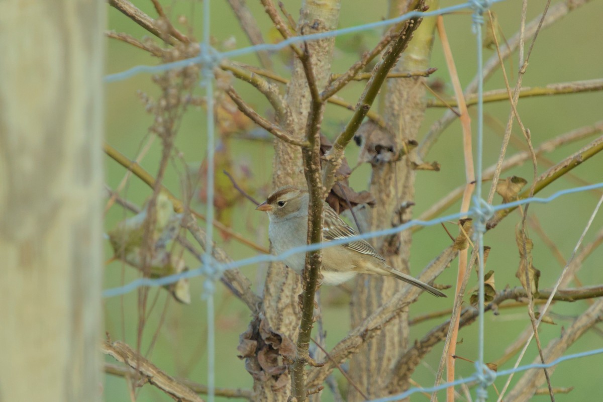 White-crowned Sparrow - ML645341717