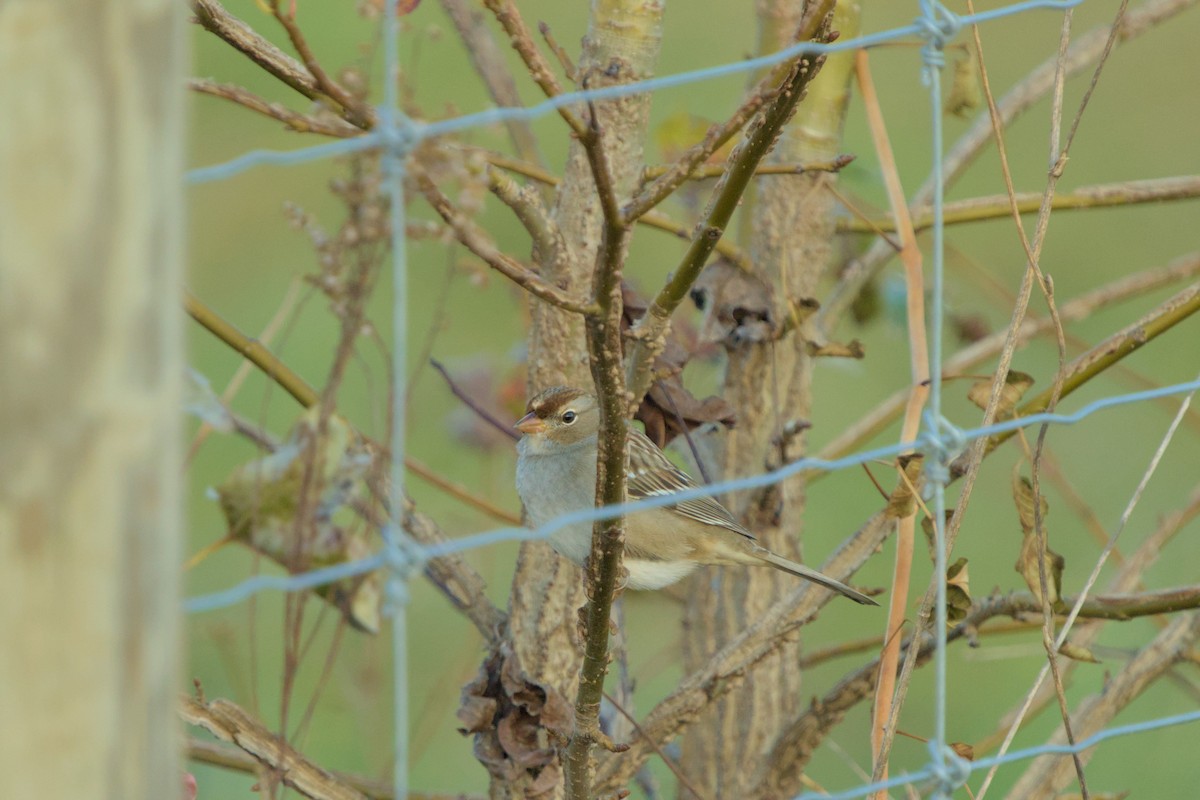 White-crowned Sparrow - ML645341718