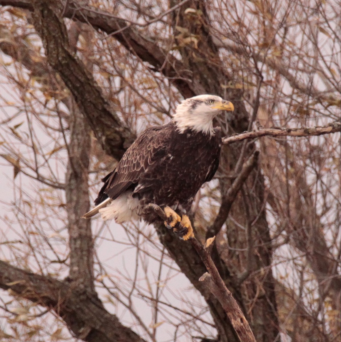Bald Eagle - ML645341726