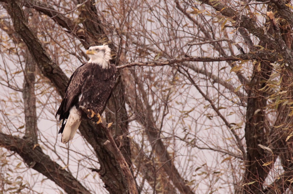 Bald Eagle - ML645341727