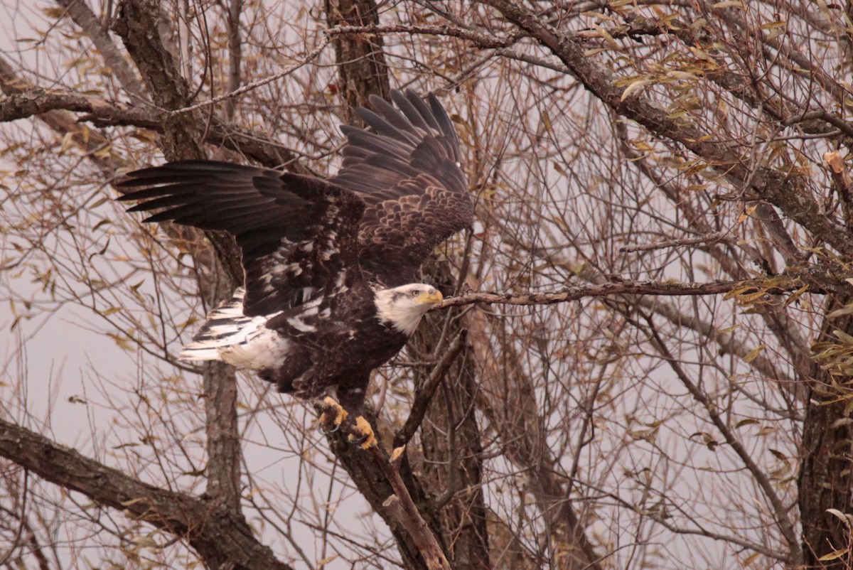 Bald Eagle - ML645341728