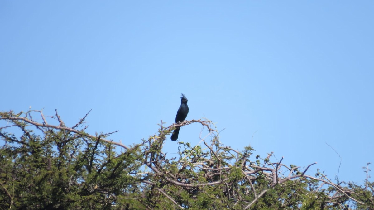 Phainopepla - ML645341737