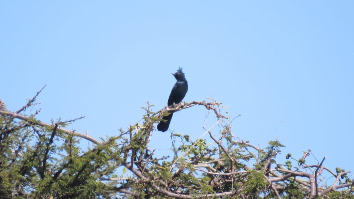 Phainopepla - ML645341738