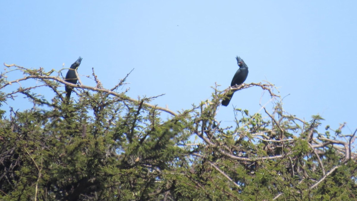 Phainopepla - ML645341739