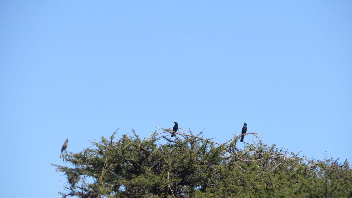 Phainopepla - ML645341740