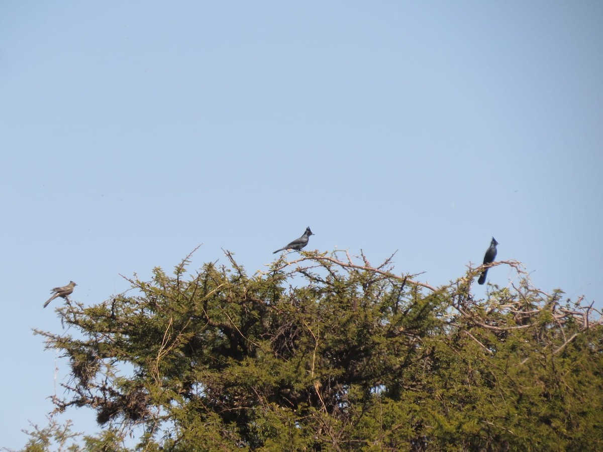 Phainopepla - ML645341741