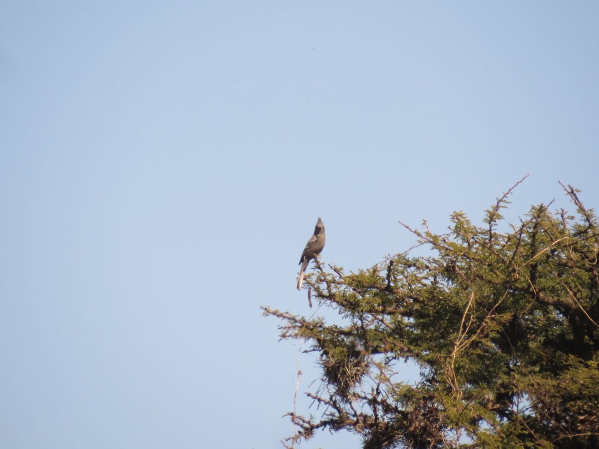 Phainopepla - ML645341742