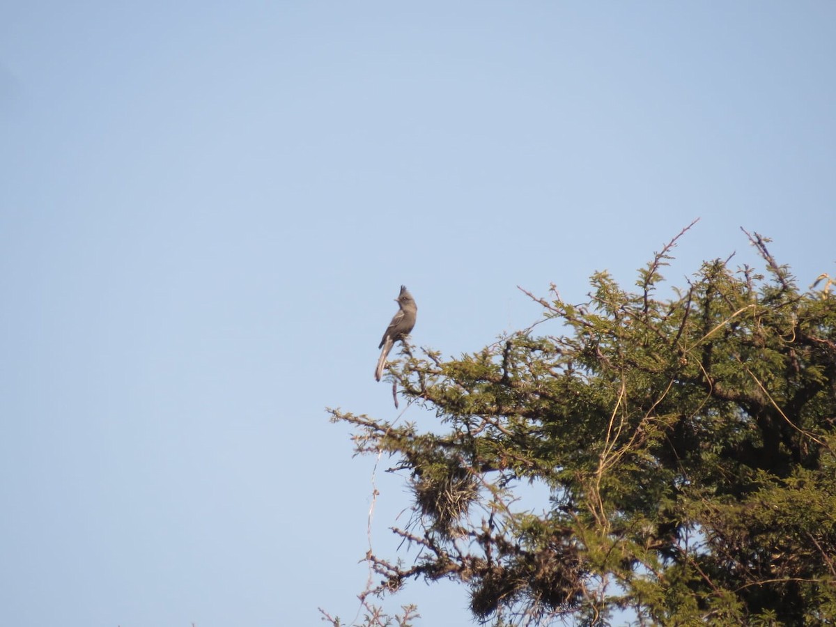 Phainopepla - ML645341743