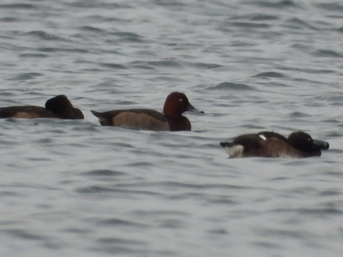 Common Pochard x Ferruginous Duck (hybrid) - ML645341744