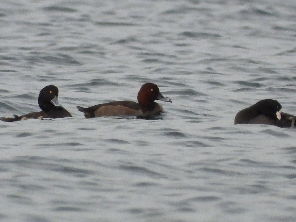 Common Pochard x Ferruginous Duck (hybrid) - ML645341745
