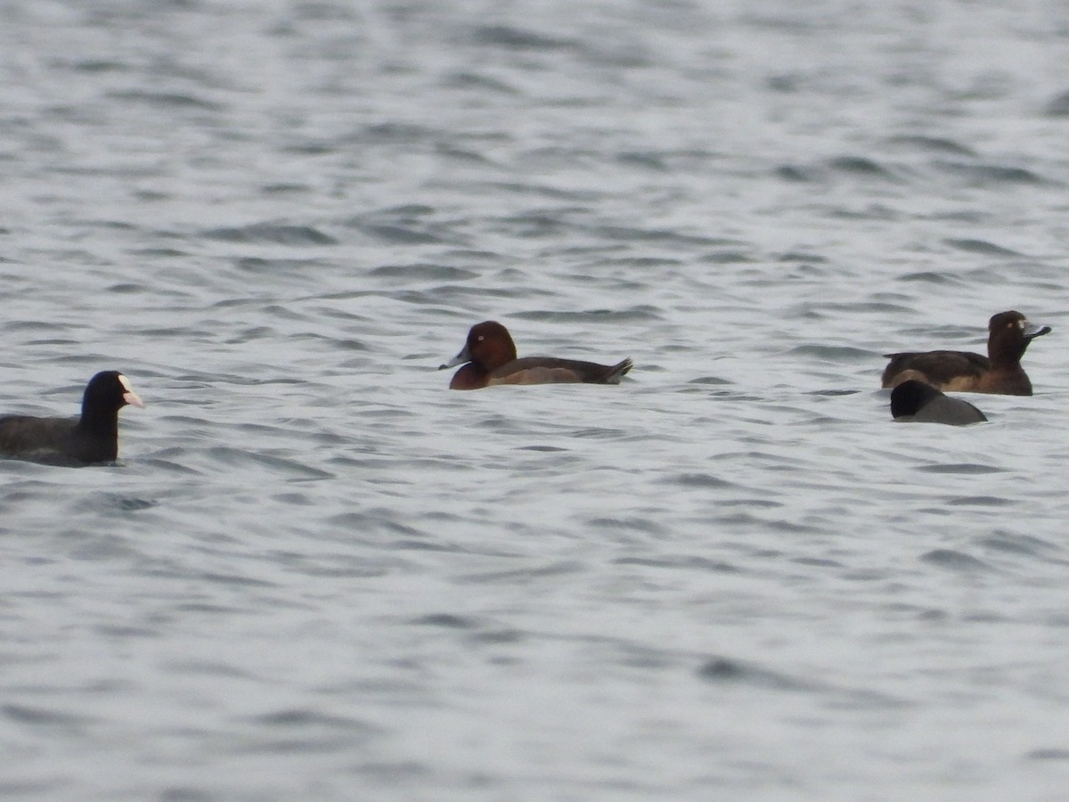 Common Pochard x Ferruginous Duck (hybrid) - ML645341746